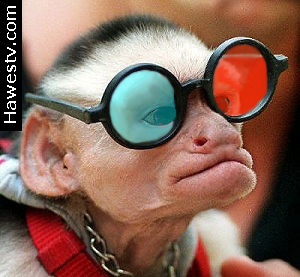 Photo: Monkey wearing anaglyph glasses (red on left)