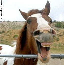 Photo: Laughing horse